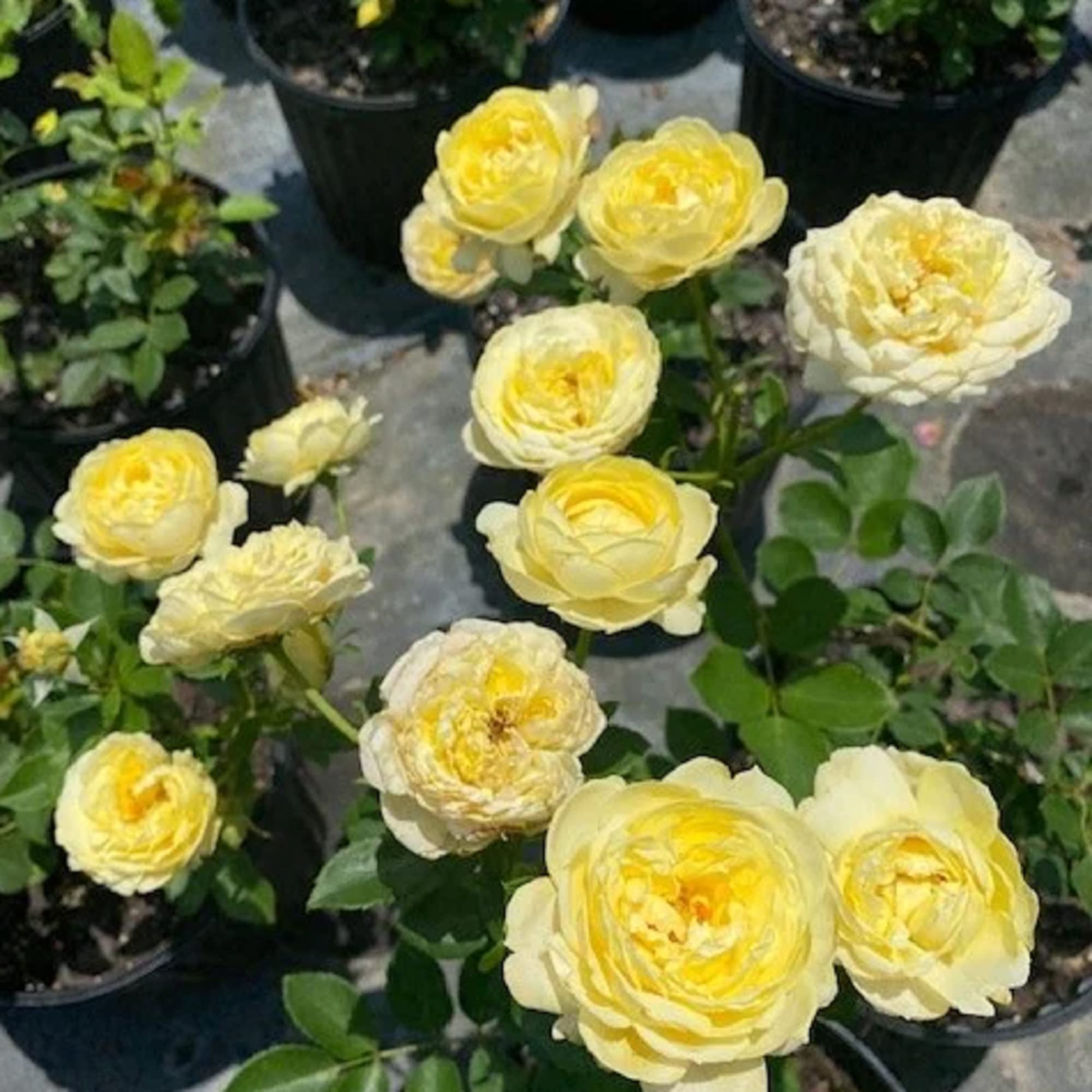 Amazon.com : CHUXAY GARDEN Thornless Baby Yellow Rose Seed 6 Seeds